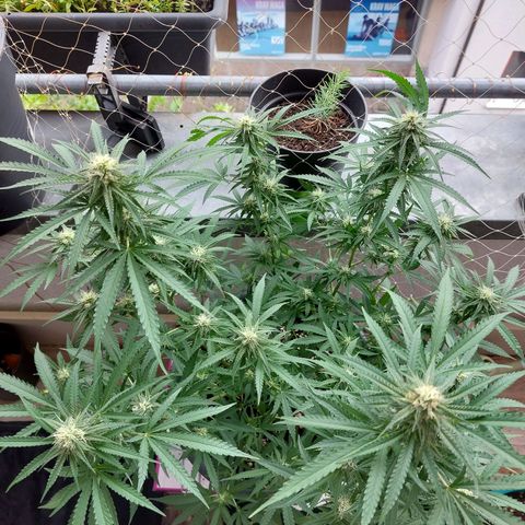 White widow growlog timeline photo