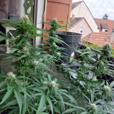 White widow growlog timeline photo