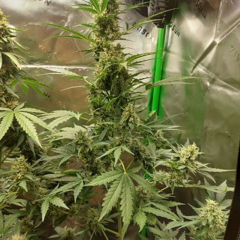 Snow ryder  growlog timeline photo