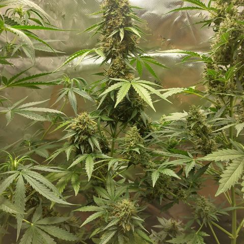 Blueberry zkittlez  growlog timeline photo