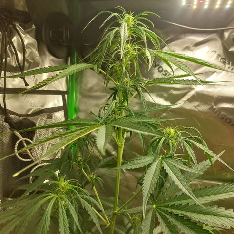 Northern lights  growlog timeline photo