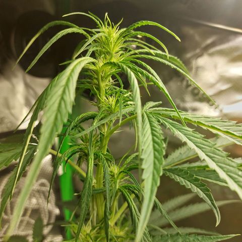 Northern lights  growlog timeline photo
