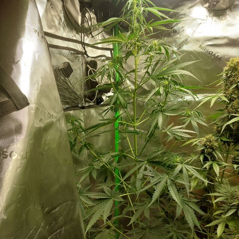 Northern lights  growlog timeline photo