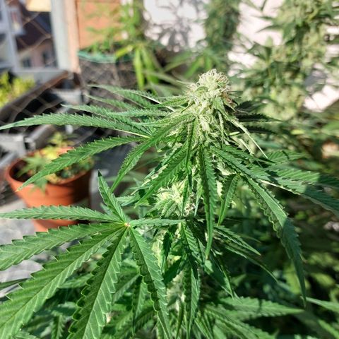 White widow growlog timeline photo
