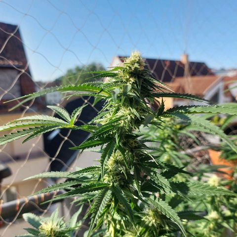 White widow growlog timeline photo