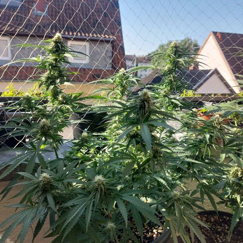 White widow growlog timeline photo