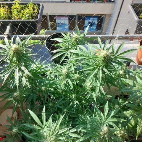 White widow growlog timeline photo