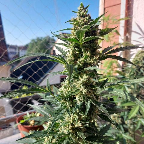 Snow ryder  growlog timeline photo