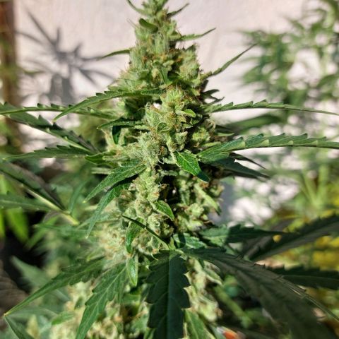 Snow ryder  growlog timeline photo