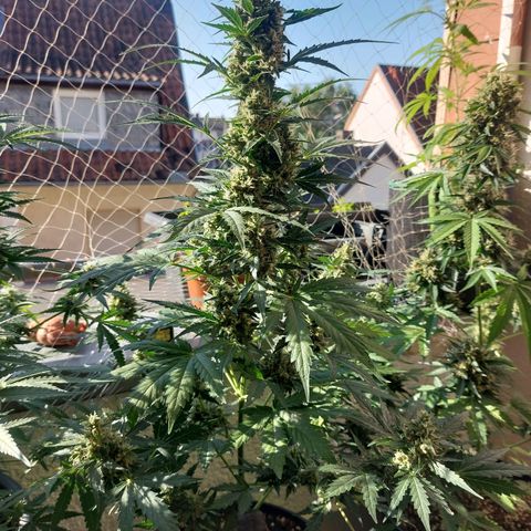 Snow ryder  growlog timeline photo