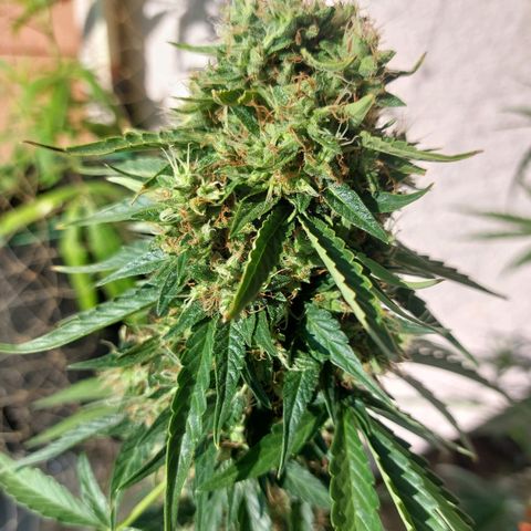 Blueberry zkittlez  growlog timeline photo