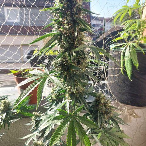 Blueberry zkittlez  growlog timeline photo