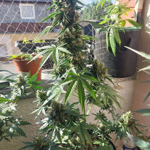 Blueberry zkittlez  growlog timeline photo
