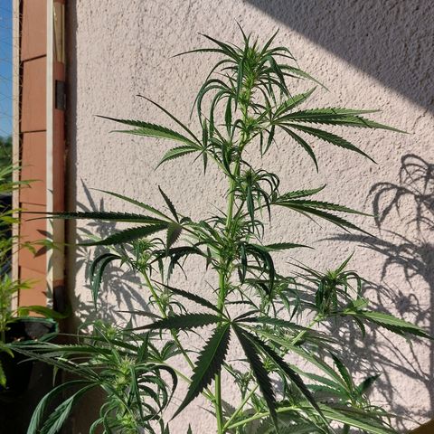 Northern lights  growlog timeline photo
