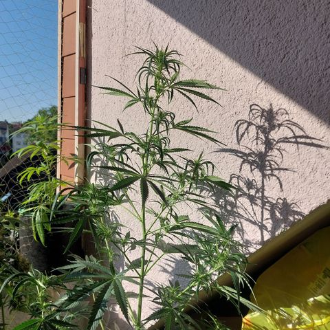 Northern lights  growlog timeline photo