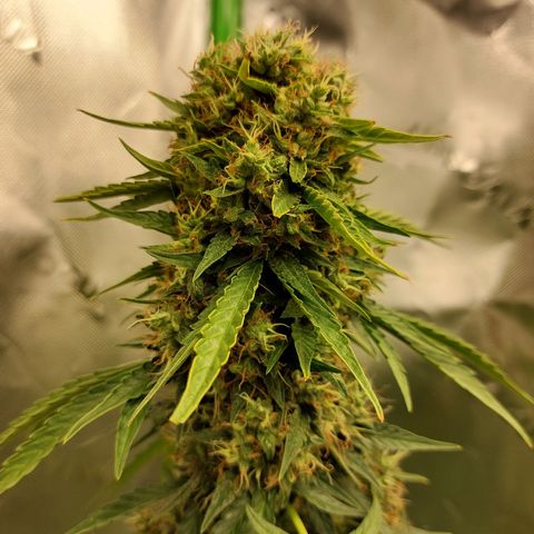 Blueberry zkittlez  growlog photo: Heute wird dass letze mal gegossen 