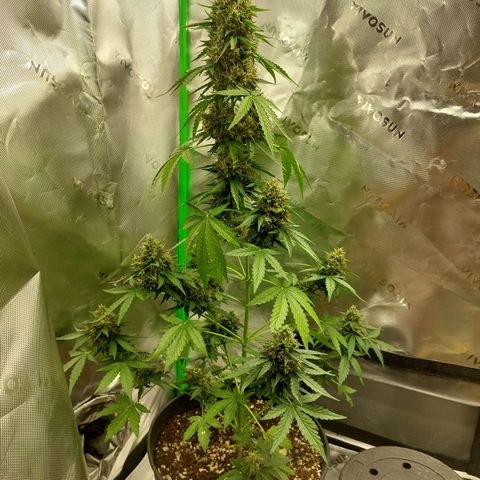 Blueberry zkittlez  growlog photo: Heute wird dass letze mal gegossen 