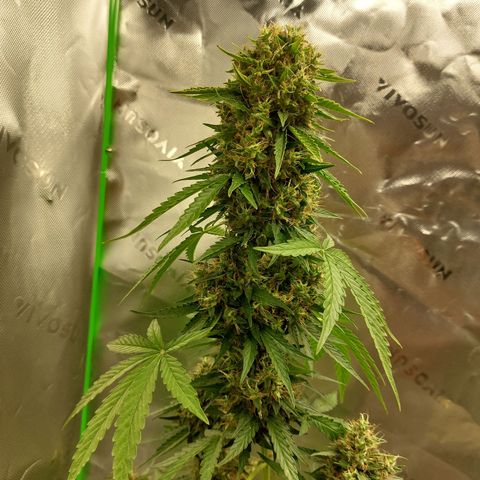 Blueberry zkittlez  growlog photo: Heute wird dass letze mal gegossen 