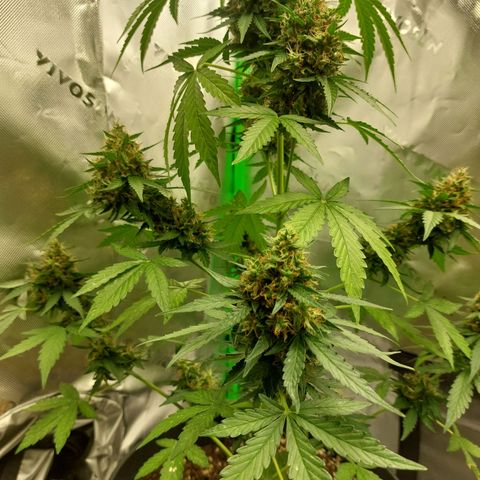 Blueberry zkittlez  growlog photo: Heute wird dass letze mal gegossen 