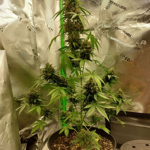 Blueberry zkittlez  growlog photo: Heute wird dass letze mal gegossen 