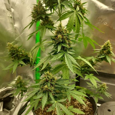 Blueberry zkittlez  growlog photo: Heute wird dass letze mal gegossen 
