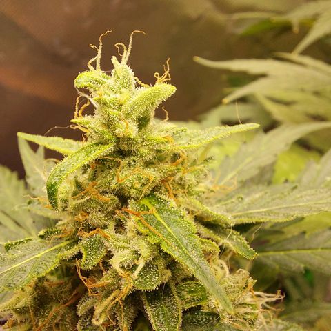 Snow ryder  growlog timeline photo