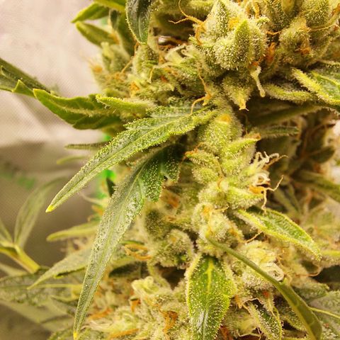 Snow ryder  growlog timeline photo