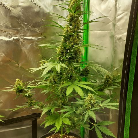 Snow ryder  growlog timeline photo