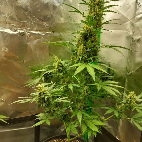 Snow ryder  growlog timeline photo
