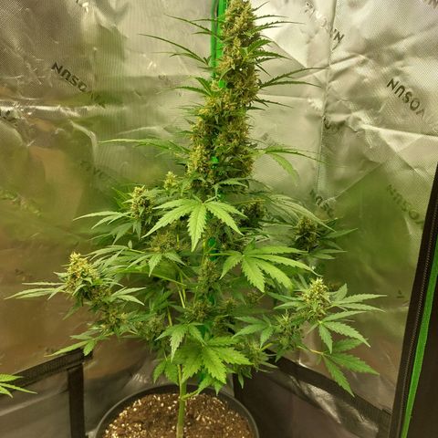 Snow ryder  growlog timeline photo