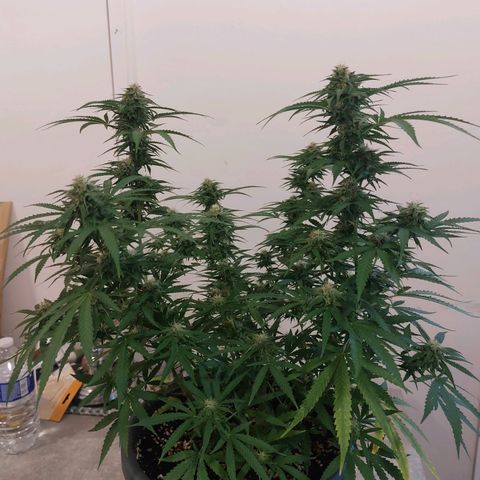 White widow growlog timeline photo