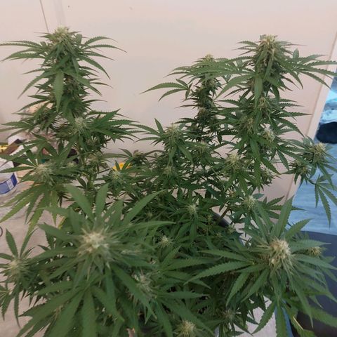 White widow growlog timeline photo