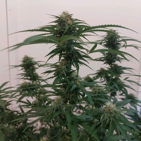 White widow growlog timeline photo
