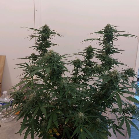 White widow growlog timeline photo