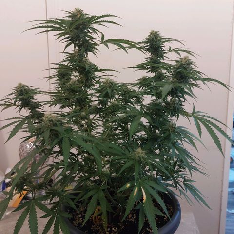 White widow growlog timeline photo