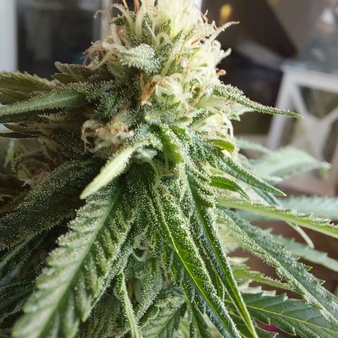 White widow growlog timeline photo