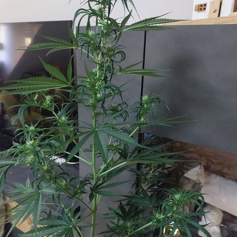 Northern lights  growlog timeline photo