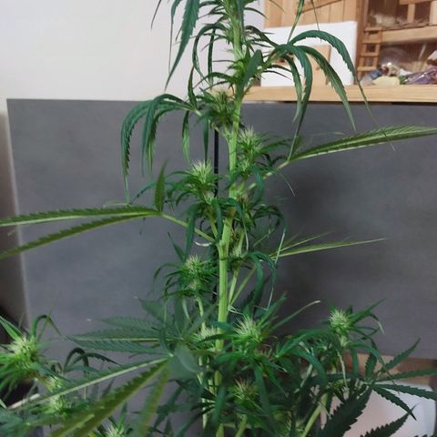 Northern lights  growlog timeline photo