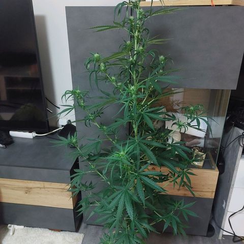 Northern lights  growlog timeline photo