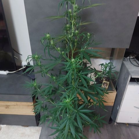 Northern lights  growlog timeline photo