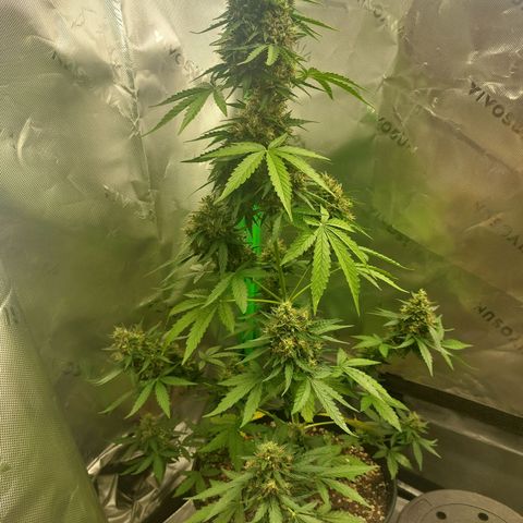 Blueberry zkittlez  growlog timeline photo