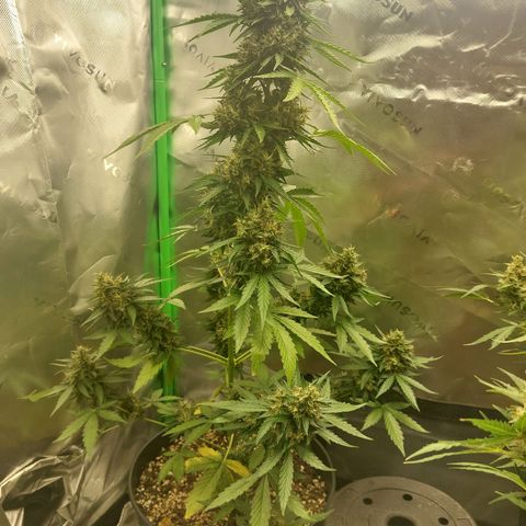 Blueberry zkittlez  growlog timeline photo