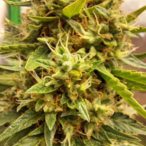 Blueberry zkittlez  growlog timeline photo