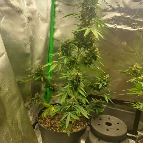Blueberry zkittlez  growlog timeline photo