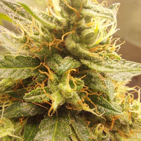 Blueberry zkittlez  growlog timeline photo