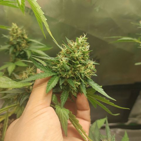 Blueberry zkittlez  growlog timeline photo
