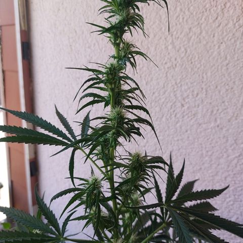 Northern lights  growlog timeline photo