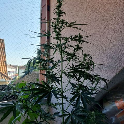 Northern lights  growlog timeline photo
