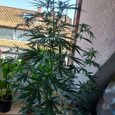 Northern lights  growlog timeline photo