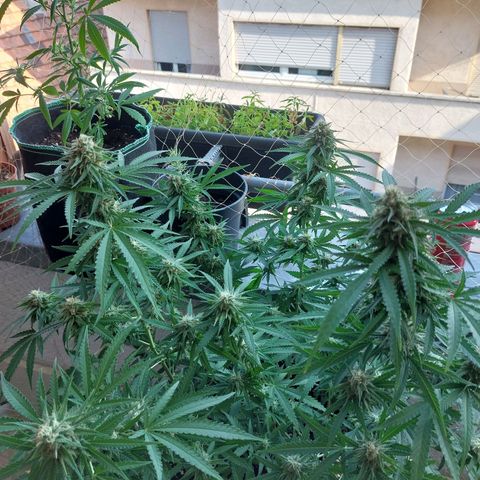 White widow growlog timeline photo